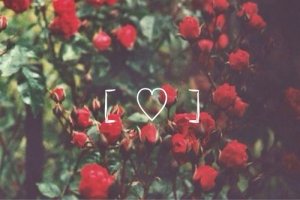 background-cute-flower-red-Favim.com-3707101